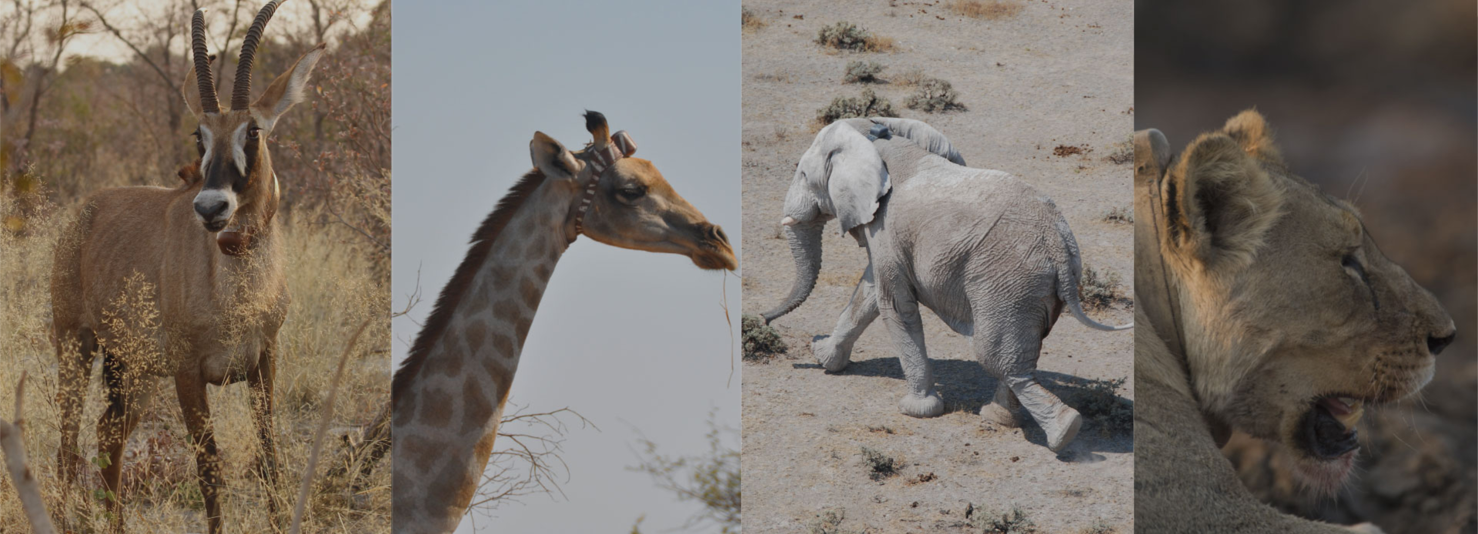 animal tracking 01 