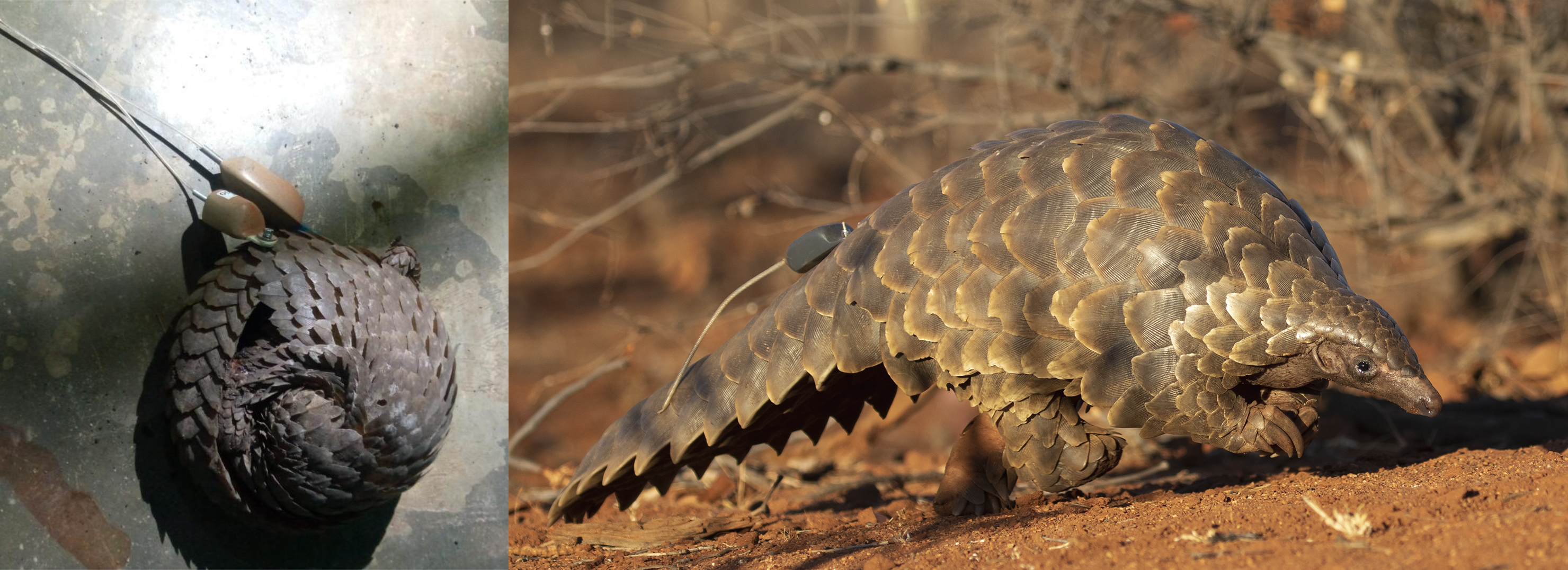 animal tracking 05 